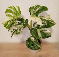 Monstera Deliciosa Albo Variegata