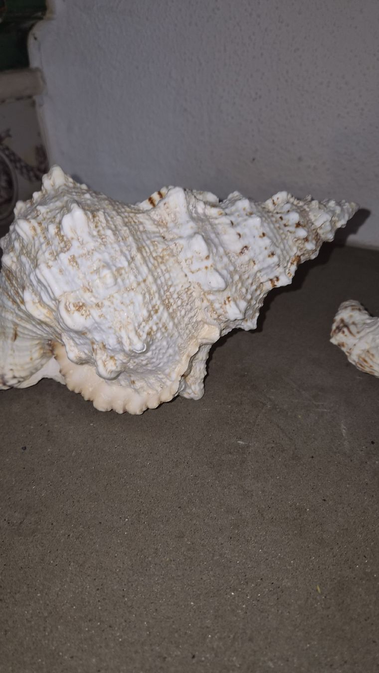 Alle Dekorationen: 3 Riesenmuscheln  – Neu (gemäss Beschreibung) aus Kölliken von MissesBossTop1 2