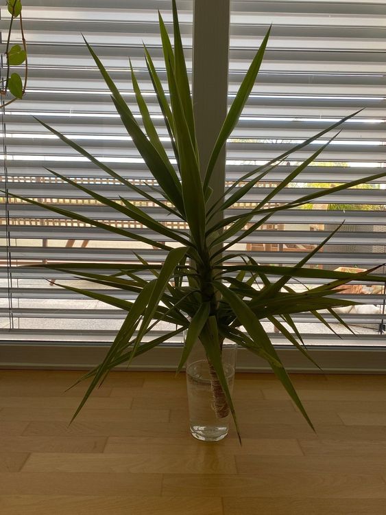 Yucca Palme Steckling Kaufen auf Ricardo