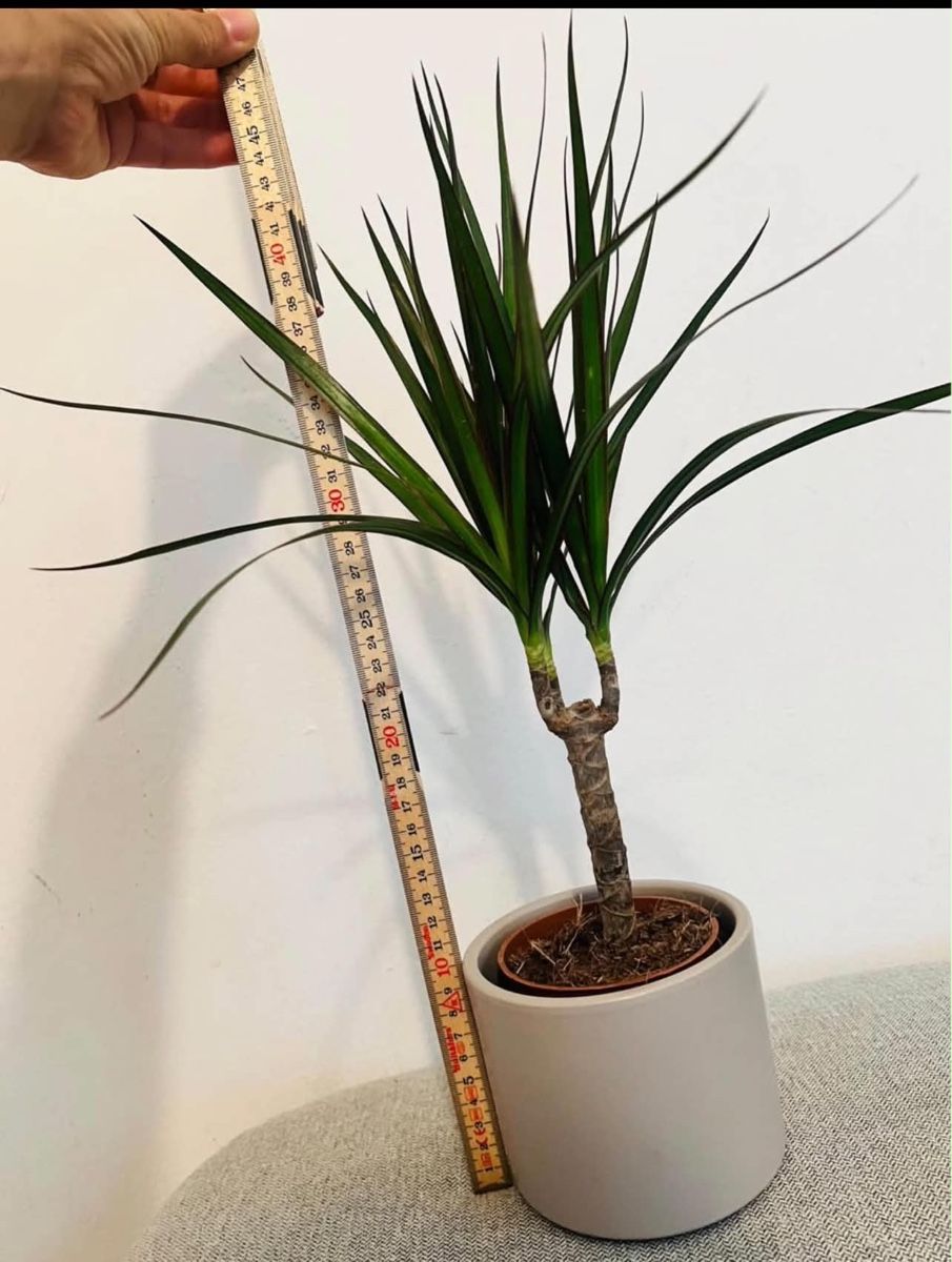 Piante & sementi: Dracaena Marginata Pflanze mit Topf  – Usato da Gerlafingen venduto da naj_vj8s 1