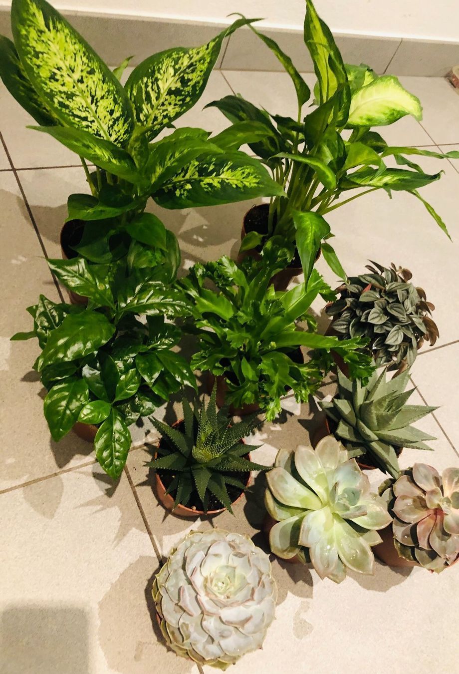 Pflanzen & Samen: 10 STK Sammlung von Pflanzen 10-30cm – Neu und originalverpackt aus Rovio von POSITIFFARTandPLANTS 9