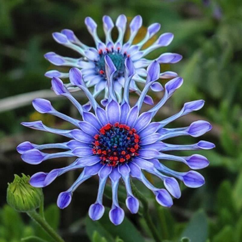Piante & sementi: Osteospermum ecklonis  FLEUR RARE  10g – Nuovo (secondo la descrizione) da Bremblens venduto da FIBONACCI369 4