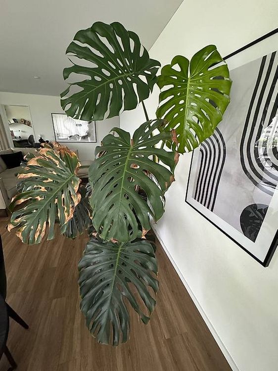 Monstera Setzlinge (5 Stck zu vergeben, Preis pro Stck) (Gebraucht) in  Jona fr CHF 10  nur Abholung auf Ricardo kaufen