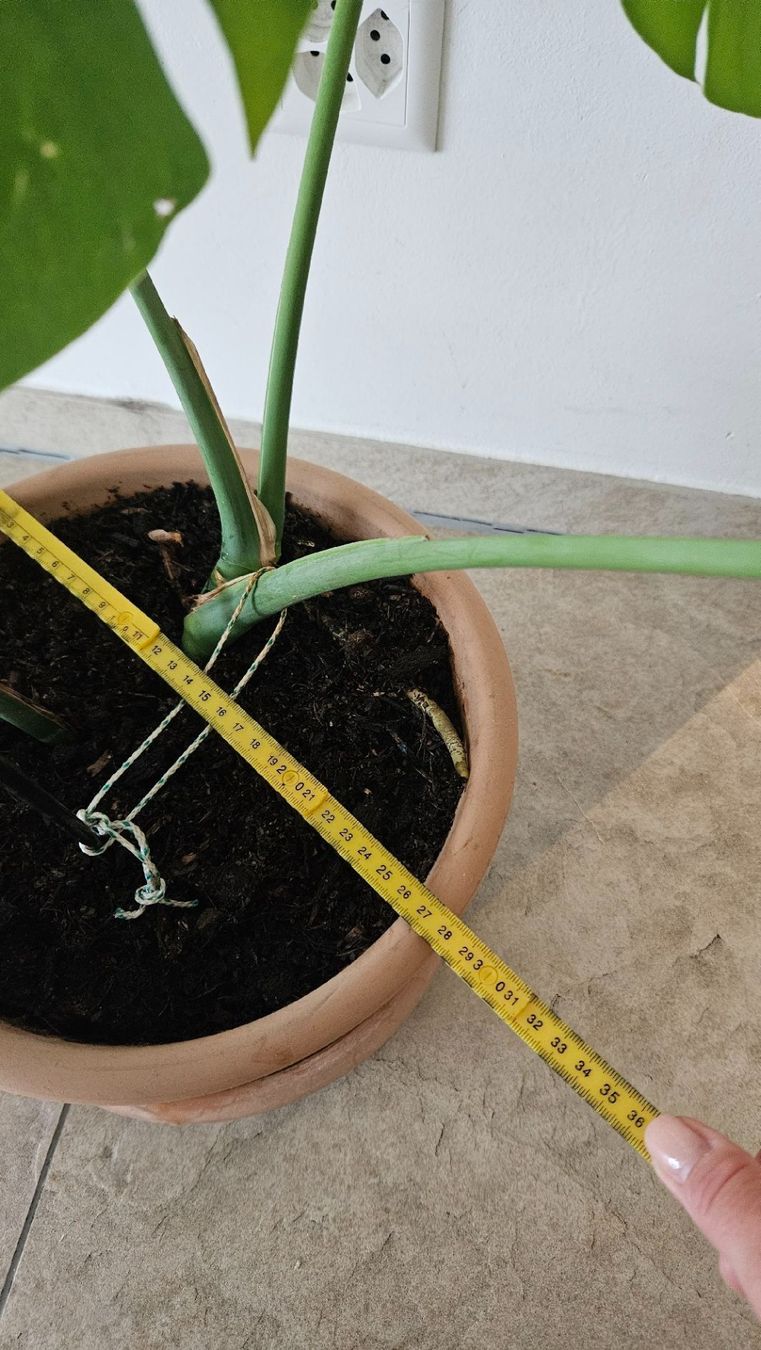 Piante & sementi: Monstera Deliciosa inkl. Terrakottatopf – Usato da Schaan venduto da car_wrv2 4