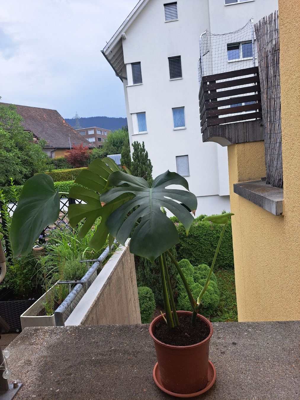 Pflanzen & Samen: Monstera – Neu (gemäss Beschreibung) aus Samstagern von mel_ks7d 1