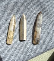 Belemnite opalisierte Fossilie      Opal      3 TOP  UNIKATE