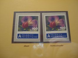 Abart Kiefelerbse ** 2011, Farbabart