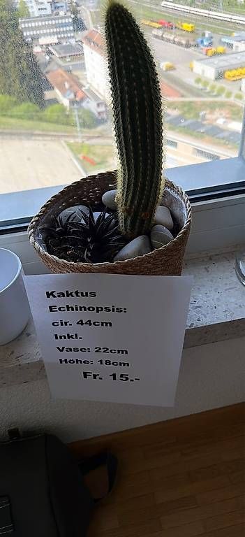 Piante & sementi: Kaktus  – Usato da St.Gallen venduto da Didi1969