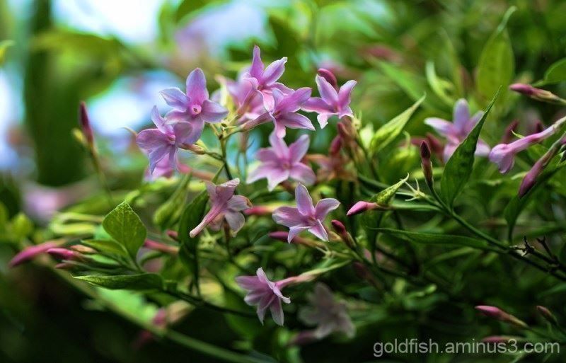 Piante & sementi: Jasmin rose 20cm RARE 3x – Nuovo (secondo la descrizione) da Bremblens venduto da FIBONACCI369 2