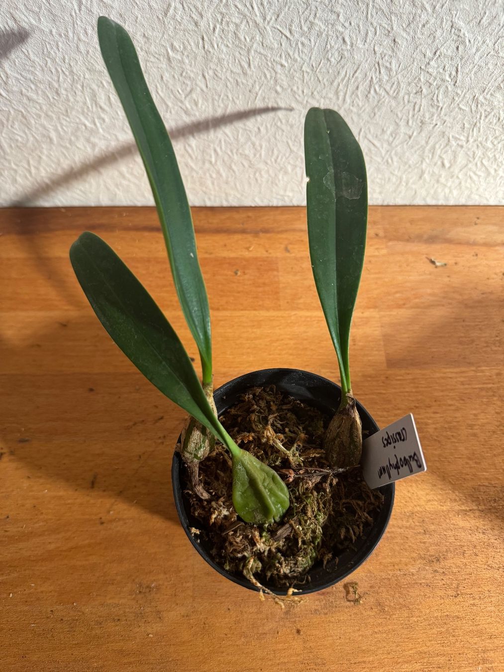 Piante & sementi: Bulbophyllum crassipes – Usato da Männedorf venduto da mrclst