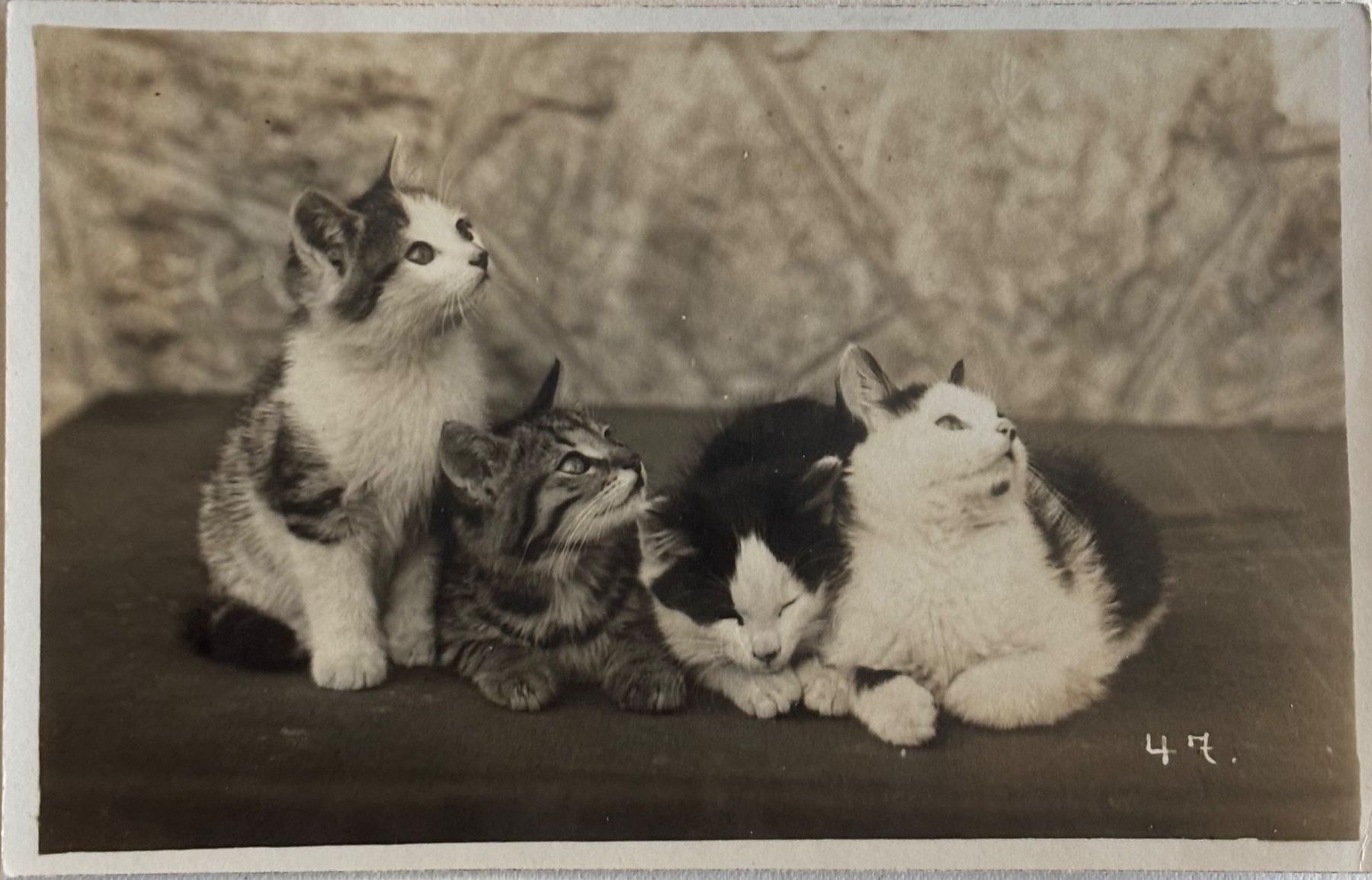 Cartoline postali: Fotokarte, Katzen – Usato da Frauenfeld venduto da Merk52