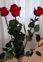 Rosen konservierte Pflanze Preserved roses  young for ever