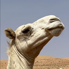 Profile image of Twittami
