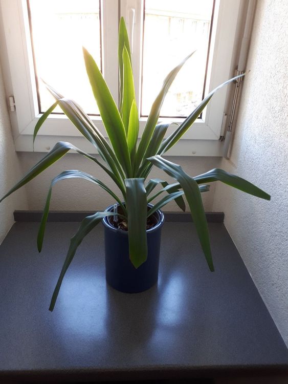 Zimmerpflanze Yucca Kaufen auf Ricardo