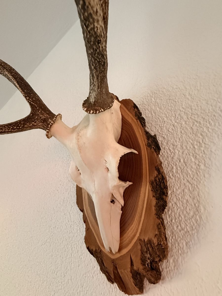 Sonstiges zum Sammeln & Seltenes: Hirschgeweih / Jagdtrophäe, 6-Ender, 73 cm, Neukirch 1998 – Gebraucht aus Zürich von pat_8wyd 3