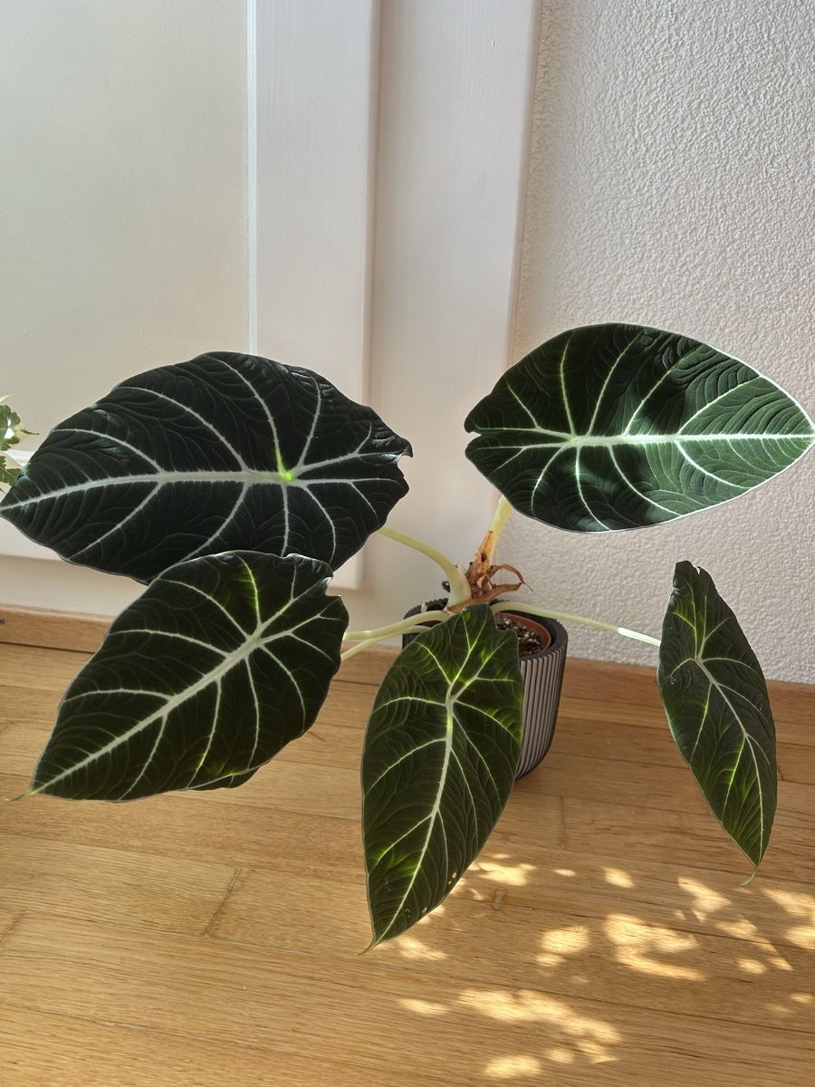 Piante & sementi: Alocasia black velvet – Usato da Zürich venduto da fabuulois