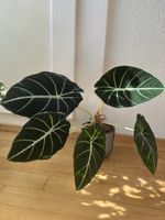 Alocasia black velvet