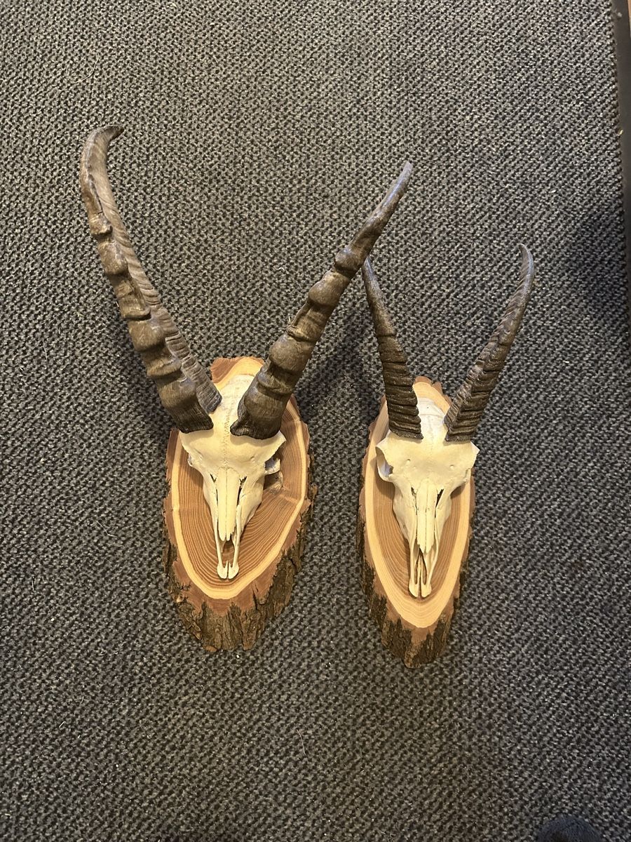 Sonstiges zum Sammeln & Seltenes: Schöne Deko-Trophäe bündner Steinbock und Steingeiss – Gebraucht aus Fideris von holzsackmesser