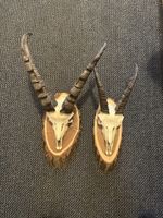 Schöne Deko-Trophäe bündner Steinbock und Steingeiss