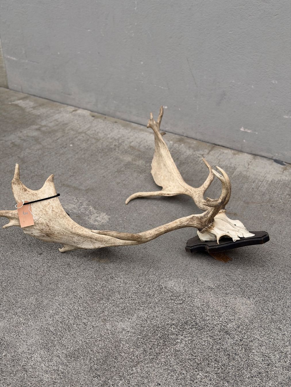 Monde des animaux: Geweih Dammhirsch – D'occasion à Küsnacht ZH par Icon21 3