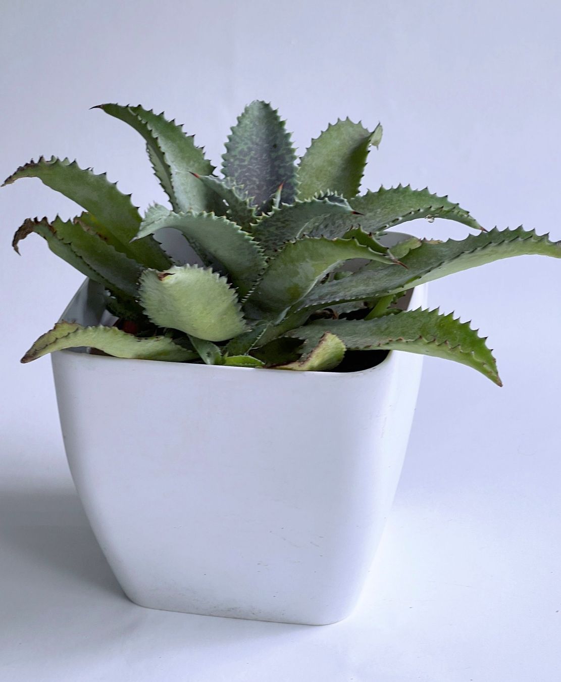 Piante & sementi: AGAVE*MANGAVE SILVER FOX***** – Nuovo (secondo la descrizione) da Dübendorf venduto da Orchid18 1