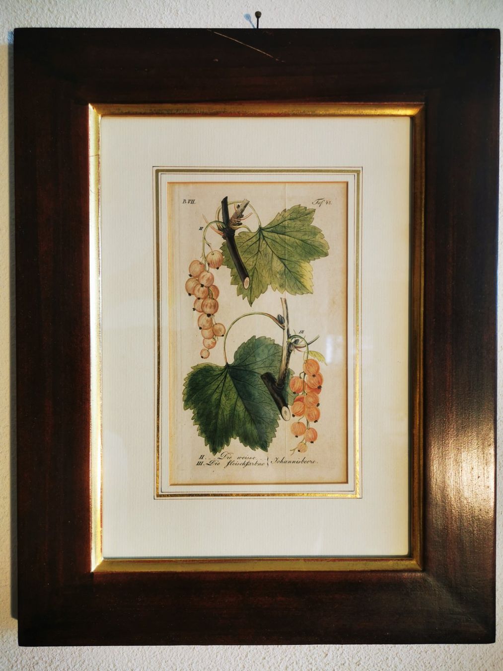 Cornici: Kupferstich, ca. 1816-29, "Weisse Johannisbeere" – Usato da Dübendorf venduto da aschiduebendorf