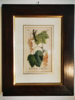 Kupferstich, ca. 1816-29, "Weisse Johannisbeere"
