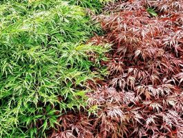 Ab 5.- fr 6 Samen: 3 rote + 3 grune japanische Ahornsamen