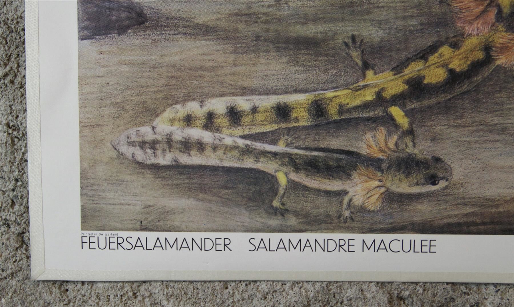 Poster & Bilder: Schulwandbild "Feuersalamander" M. Seitz – Gebraucht aus Birrwil von brandschatz_birrwil 2