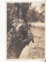 Fotokarte Wiedehopf 1935, Bahnstempel Jegenstorf