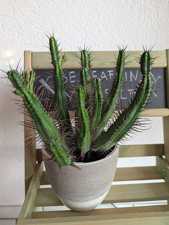 Piante & sementi: Kaktus/cactus Pincushion Euphorbia  – Usato da Bern venduto da lux_m2w7 1