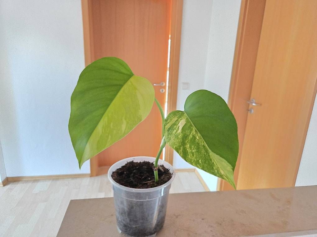 Piante & sementi: Monstera Deliciosa Aurea – Usato da Jona venduto da pau_g7rc 1