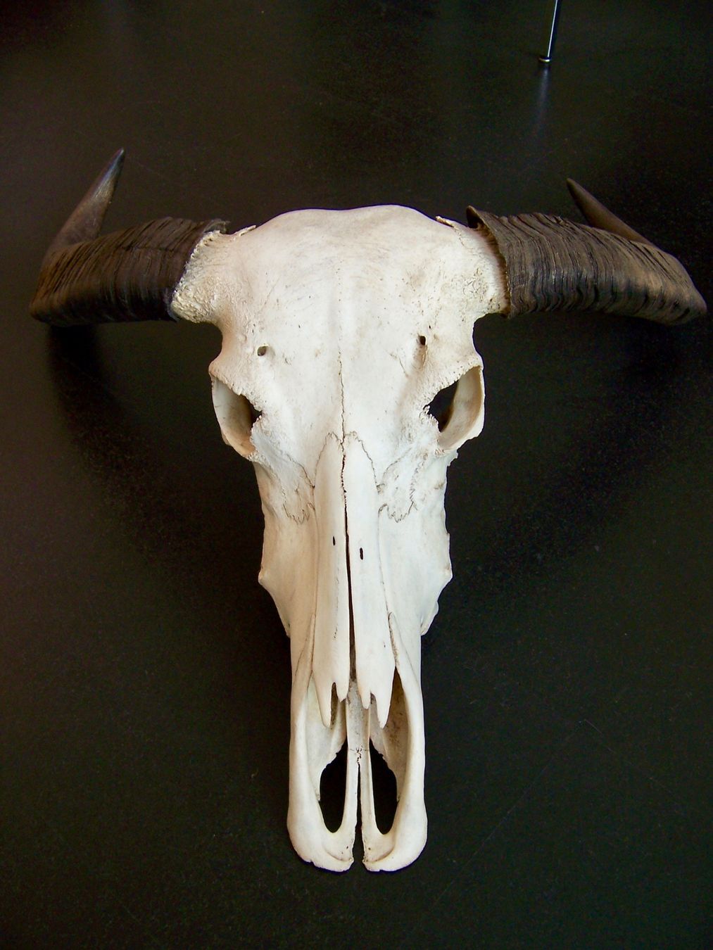 Welt der Tiere: Schädel WASSERBÜFFEL BUFFALO BÜFFEL – Neu (gemäss Beschreibung) aus Kerzers von zimmergruen 4
