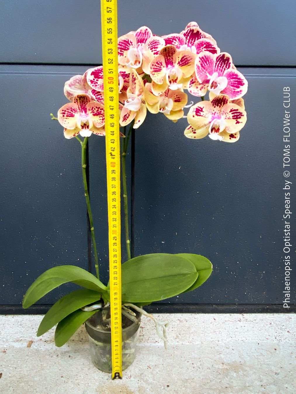 Piante & sementi: Phalaenopsis Optistar Spears - Orchidee mit modernen Blüten – Nuovo e nell'imballaggio originale da Adliswil venduto da TAKEYOURPLANT 2
