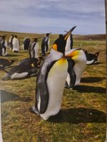 Ansichtskarte Königs Pinguine Falkland Inseln
