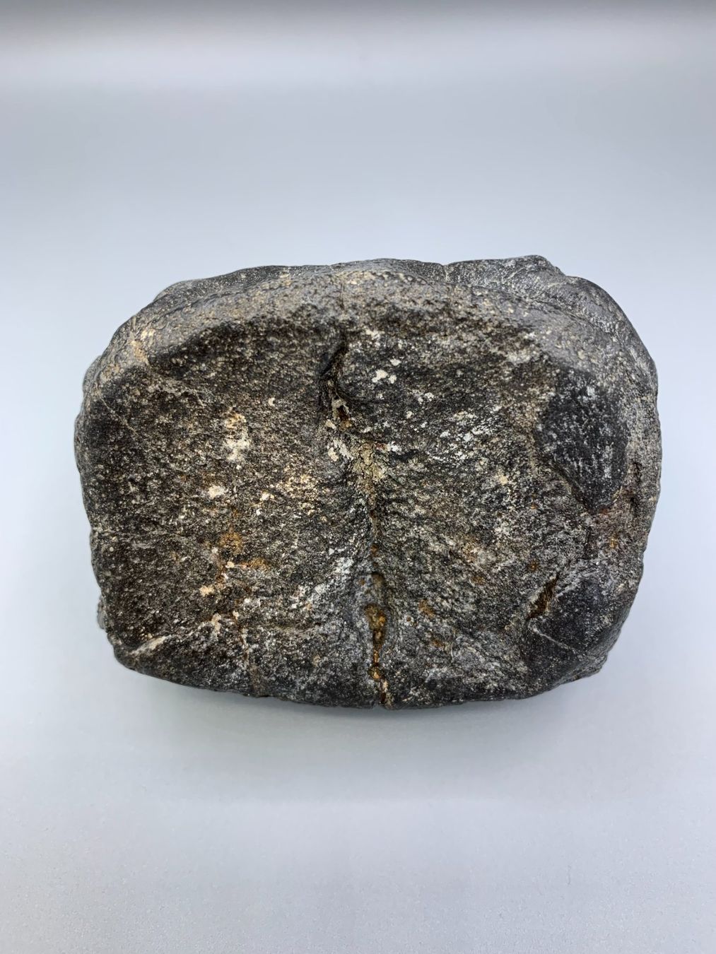 Fossili: Walwirbel - Versteinert - Original – Nuovo (secondo la descrizione) da Samstagern venduto da Spliti