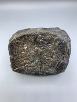 Walwirbel - Versteinert - Original