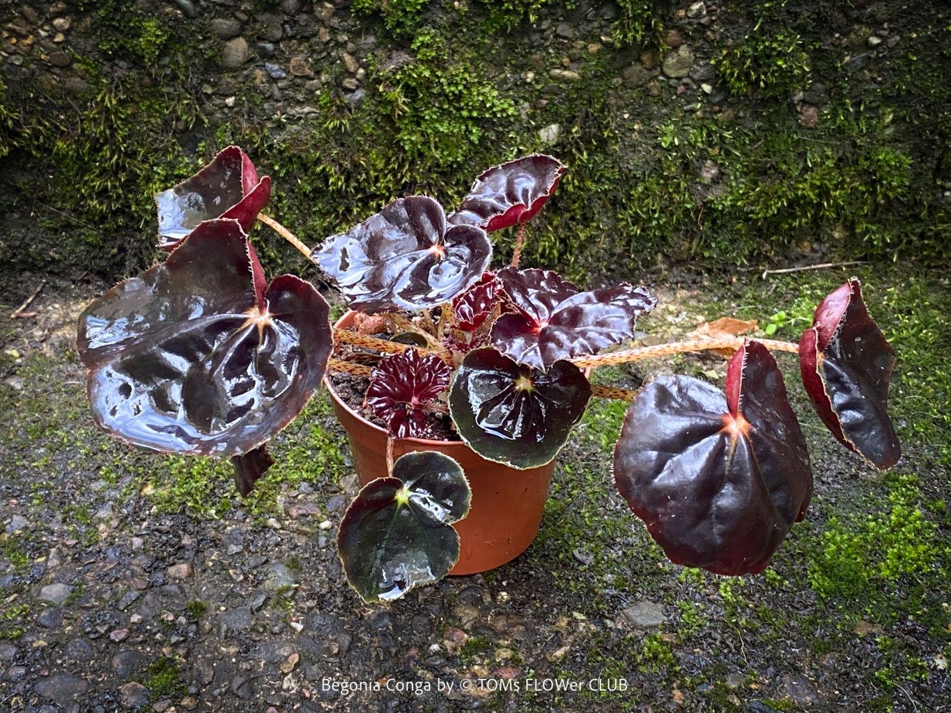 Pflanzen & Samen: Begonia Conga - wunderschöne samte burgundy Blätter – Neu und originalverpackt aus Adliswil von MarkyForest 5