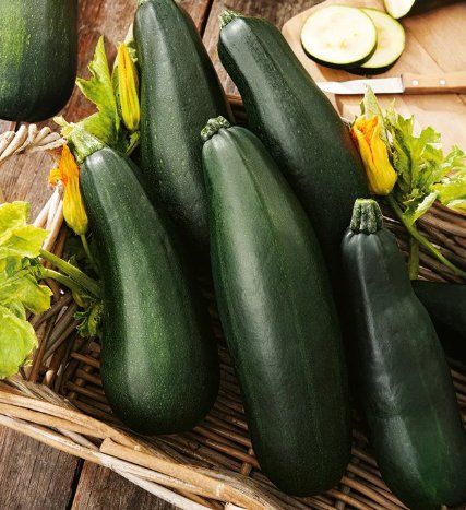Piante & sementi: ZUCCHETTI / ZUCCHINI 'Soraya' grün / 3 Samen – Nuovo (secondo la descrizione) da Hinteregg venduto da ERFOLG78 1