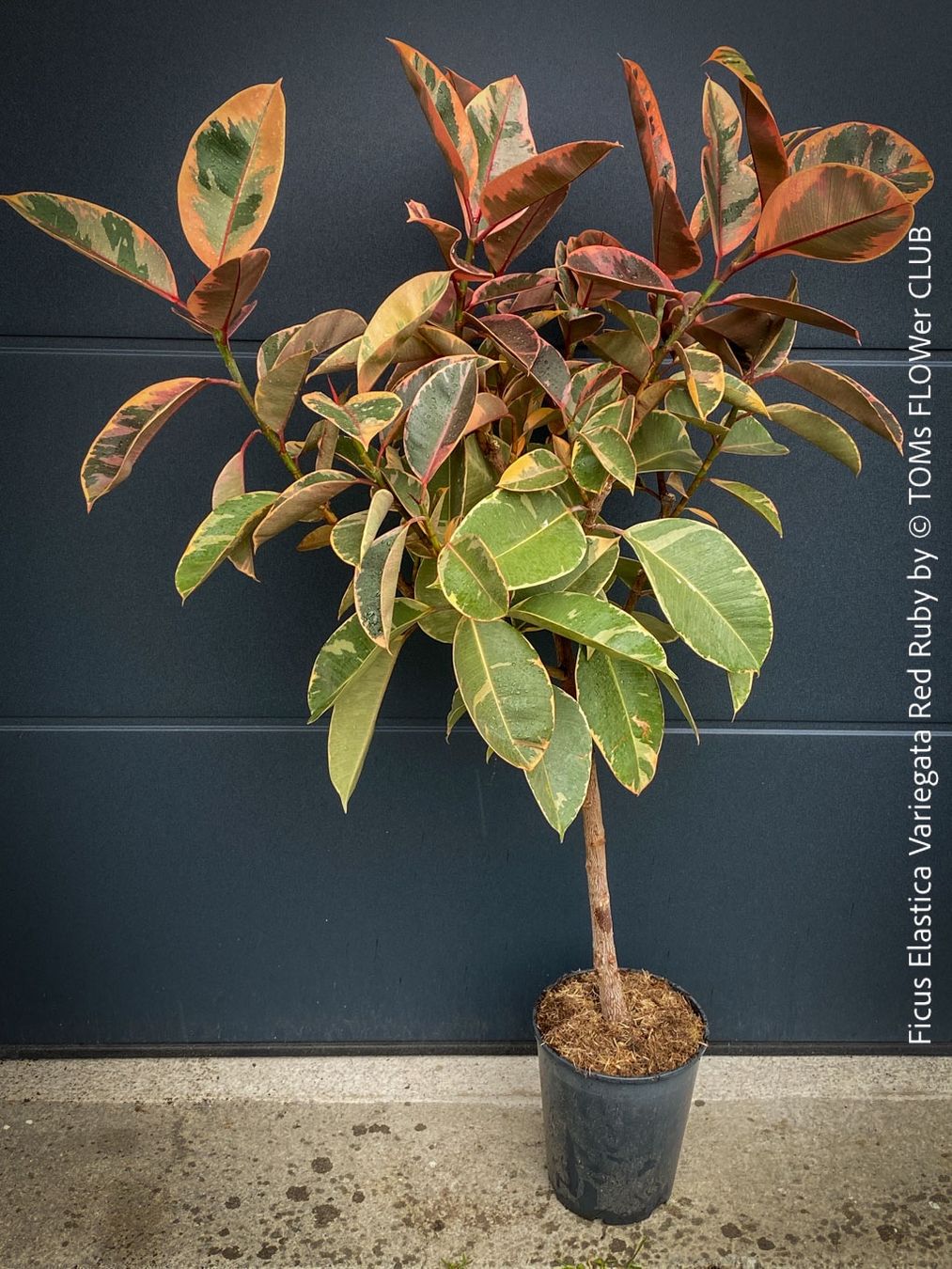 Pflanzen & Samen: Ficus Elastica Variegata Red Ruby - 130cm Baum – Neu und originalverpackt aus Adliswil von astom369 3