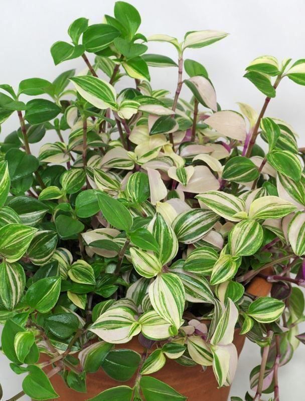 Piante & sementi: Tradescantia fluminensis variegata – Nuovo (secondo la descrizione) da Winterthur venduto da Aniger 7
