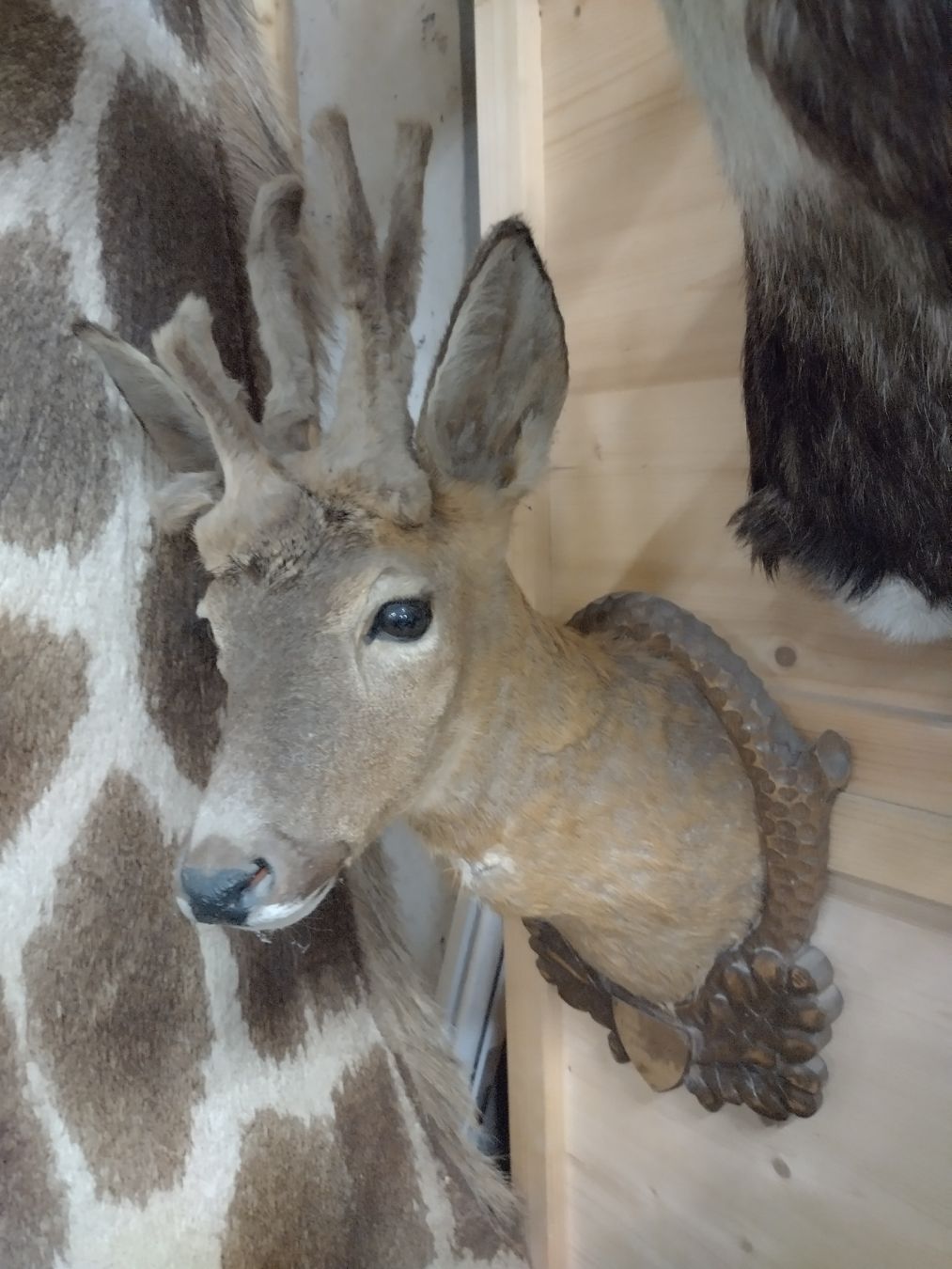 Il mondo degli animali: Perückenbock!! Rehbock Trophäe, Wanddeko, Jagdtrophäe, – Usato da Wettingen venduto da Bwalti