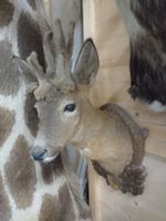 Perückenbock!! Rehbock Trophäe, Wanddeko, Jagdtrophäe,