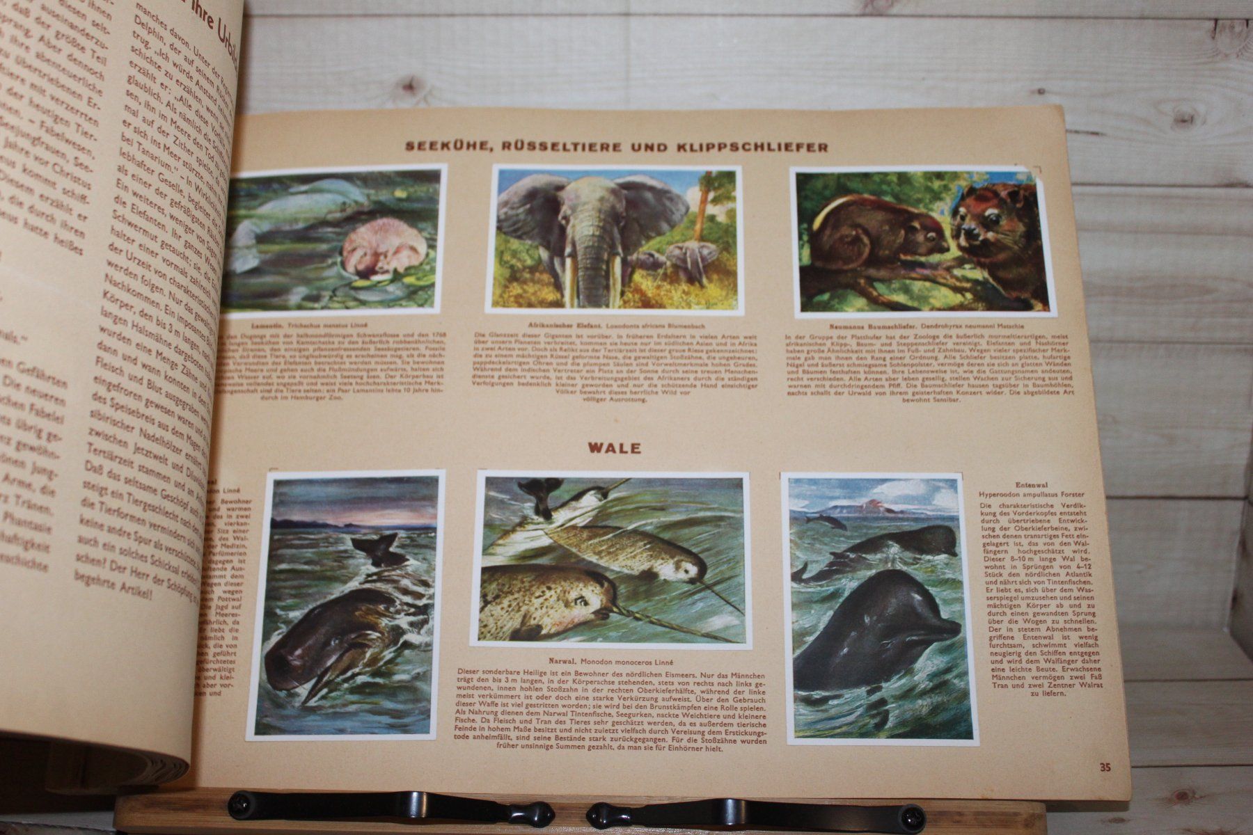 Album: Zigarettenbilderalbum - Wunder der Tierwelt Grossformat – Usato da Kaden venduto da Buchantiquariat 1