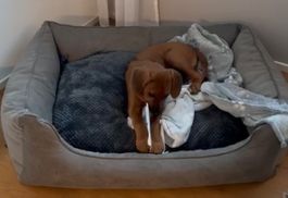 Orthopädisches Hundebett (Stone) - William Walk