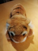 Süsser Plüschtiger sucht neues Zuhause
