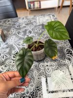 Alocasia Dragon Scale – Stabilisiert aus Premium-Substrat “C