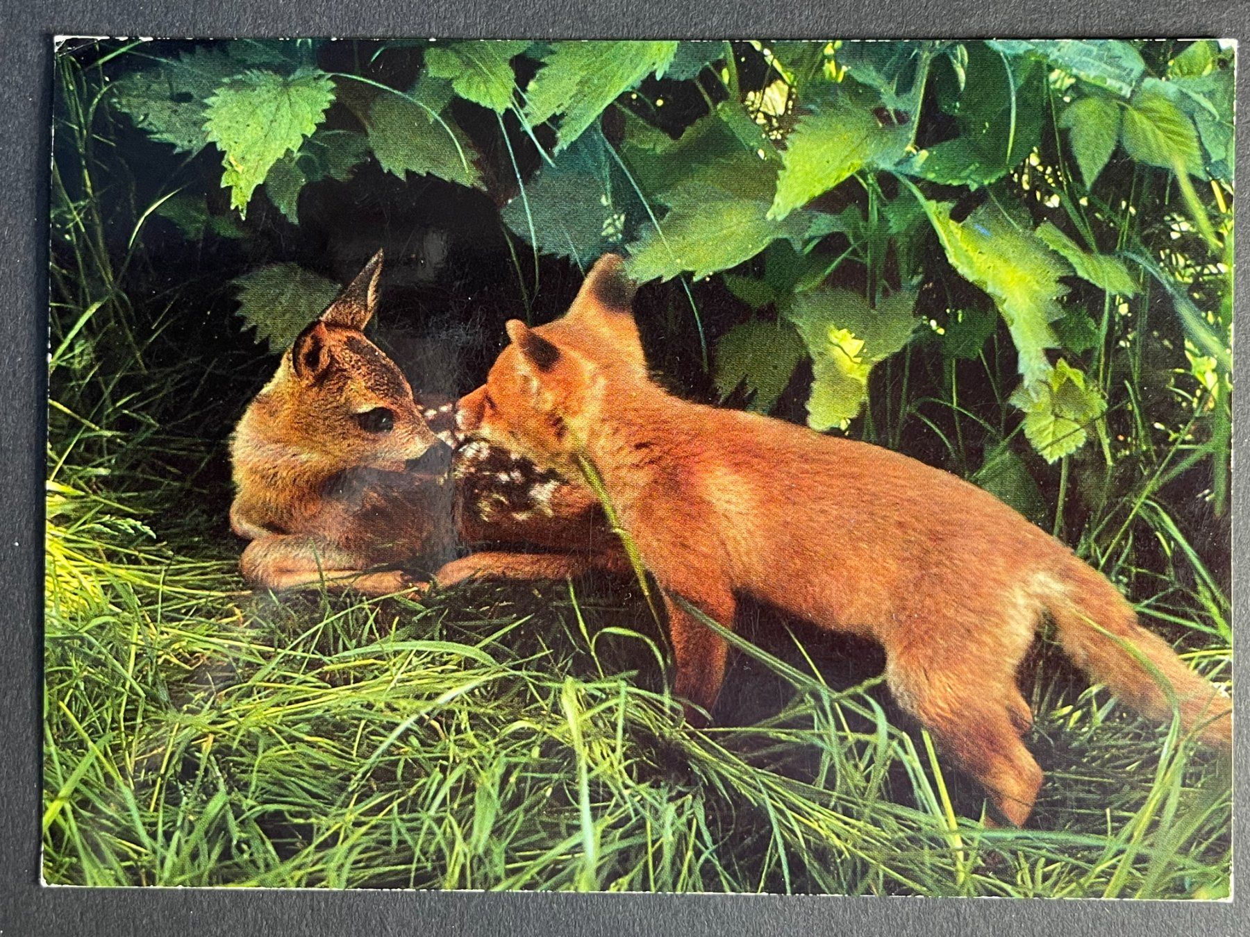 Cartoline postali: Fuchs mit Reh - Foto Schmid, Amriswil – Usato da Steg VS venduto da _vinci_