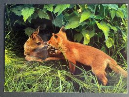 Fuchs mit Reh - Foto Schmid, Amriswil
