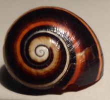 NATURWUNDER,-POLYMITA NIGROLIMBATA, MUSCHEL-SELTENE FARBE,